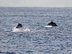 156 ILE DE HOEDIC_000054